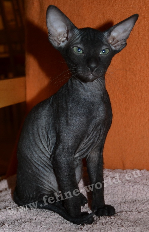 PETERBALD_27