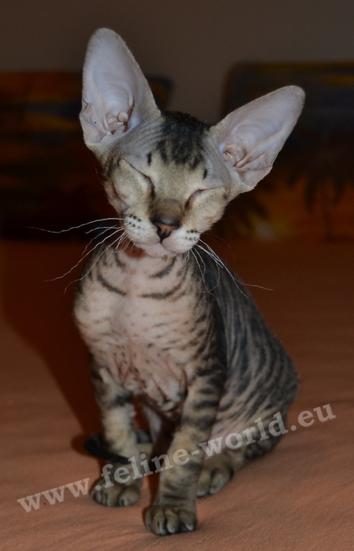 PETERBALD_28