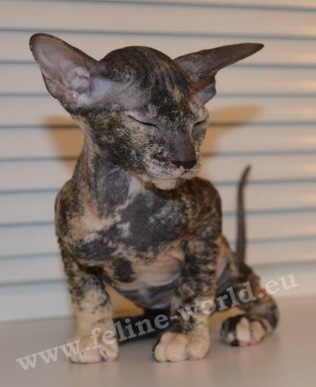 PETERBALD_31