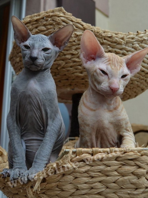 PETERBALD_33