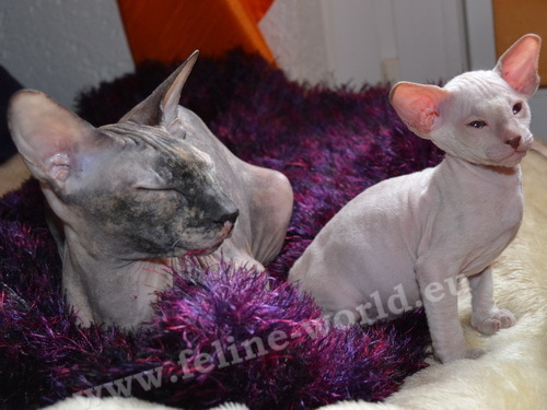 PETERBALD_36