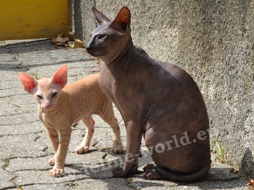 PETERBALD_37