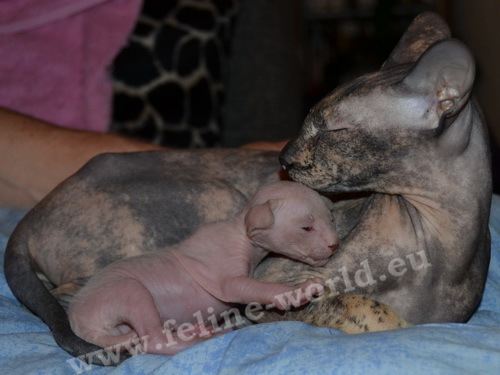 PETERBALD_38