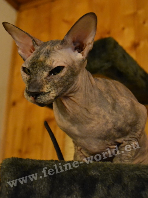 PETERBALD_39