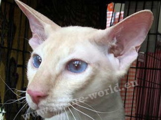 PETERBALD_4