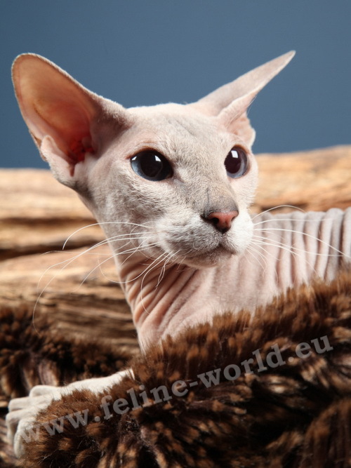 PETERBALD_40