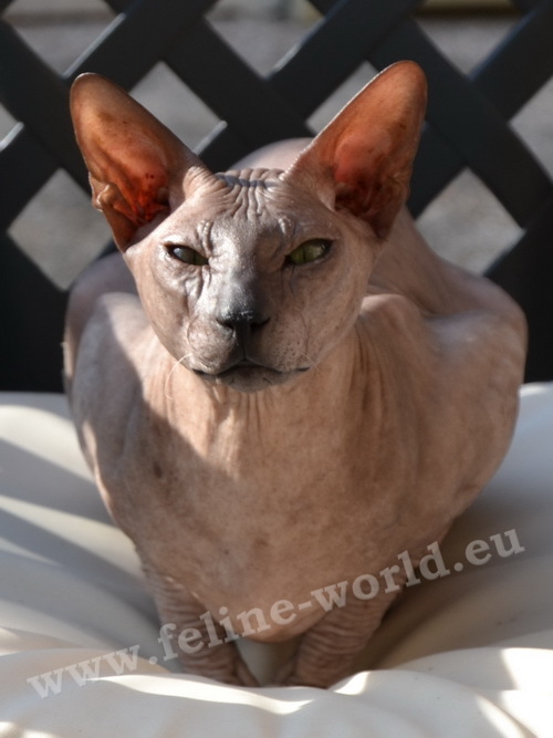 PETERBALD_41