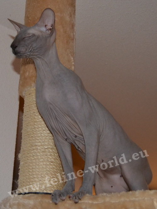 PETERBALD_42