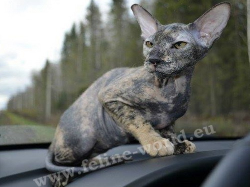 PETERBALD_5