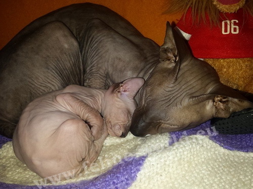 PETERBALD_7