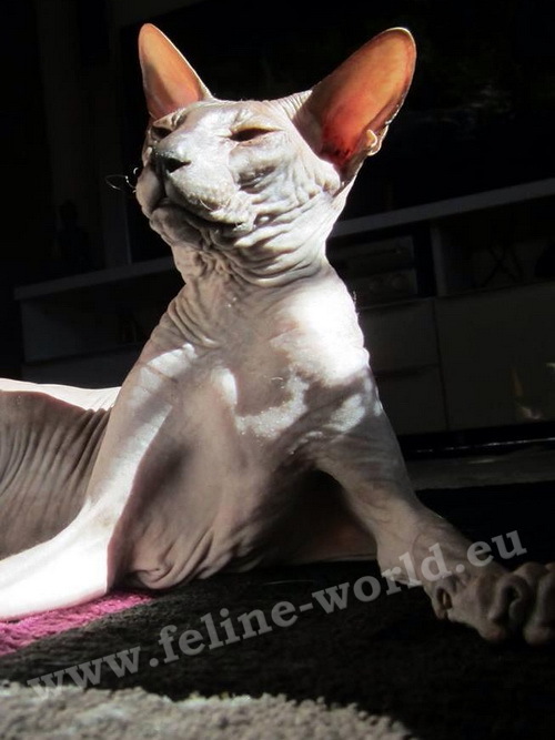 PETERBALD_9