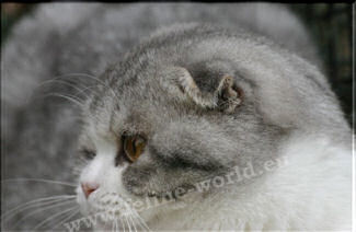 SCOTTISHFOLD-male-bleusilvertabbyetblanc