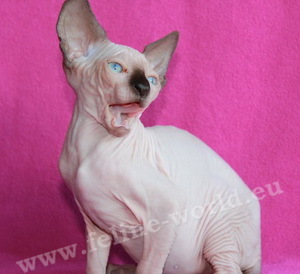 Sphynx