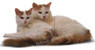 Turkish_Van_5