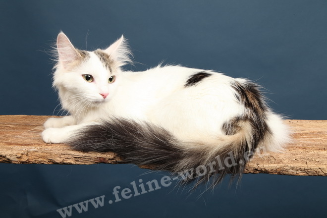 angora_turc_brown-tabby-et-blanc-van