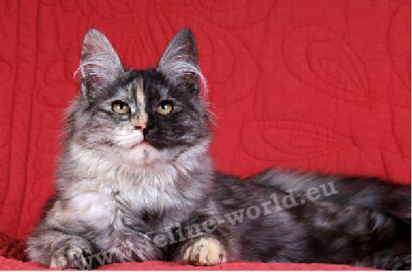 angora_turc_tortie-smoke