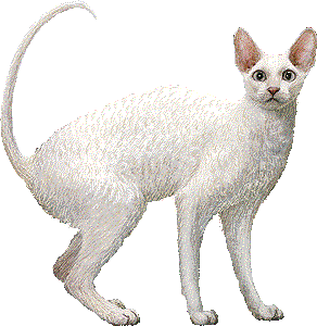 corps_cornishrex_moyen