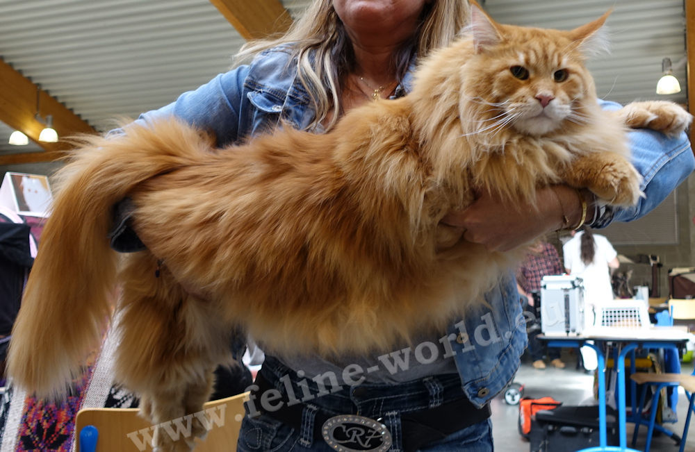 maine_coon_00