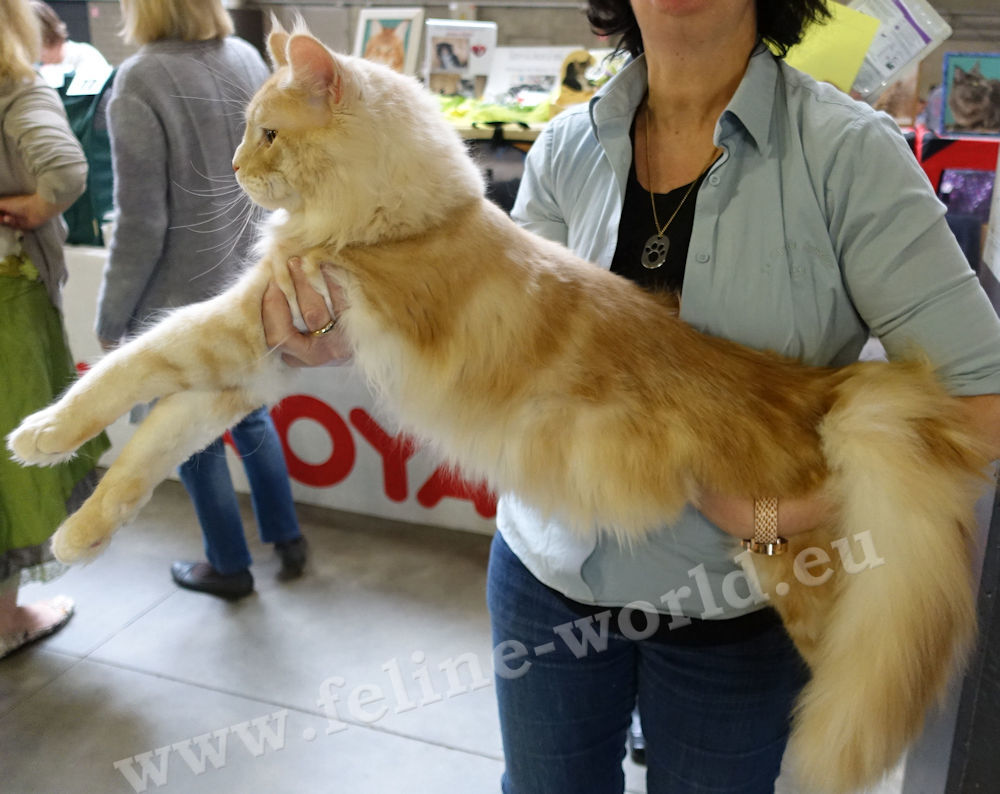 maine_coon_01