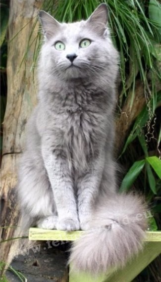 nebelung