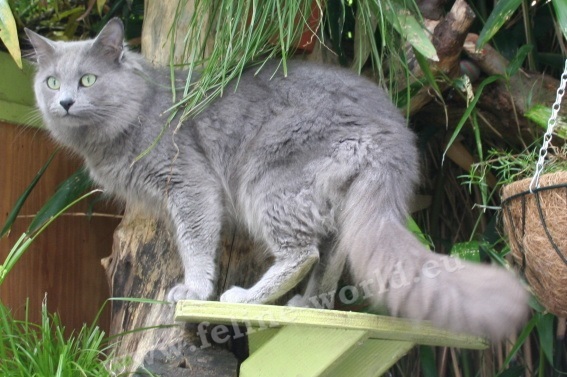 nebelung_2.jpg