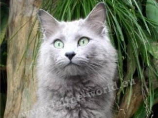 nebelung_3